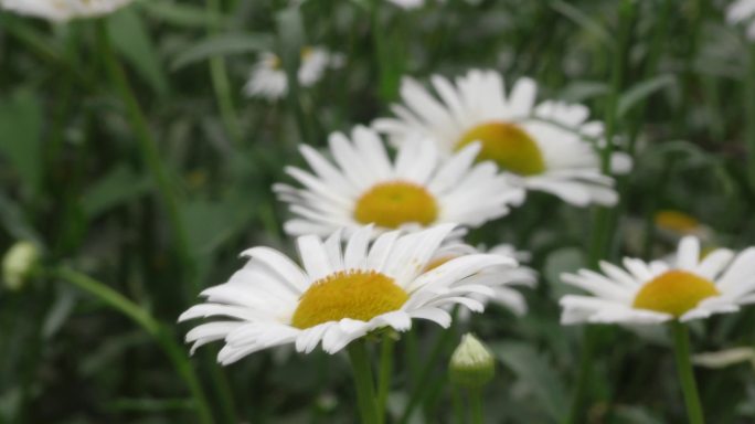 菊花白菊花玛格丽特玛格丽特花木春菊花特写