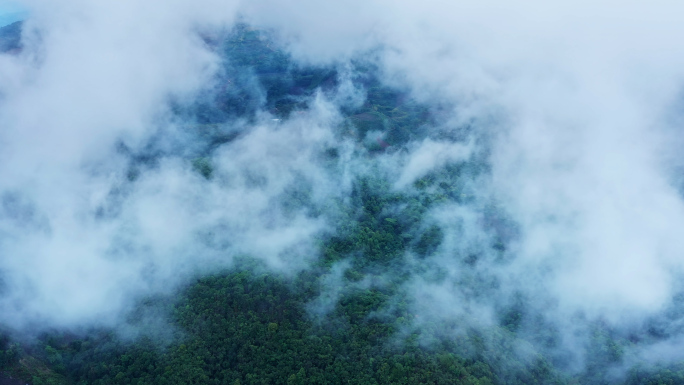 【原创】普洱茶茶山生态及冲泡