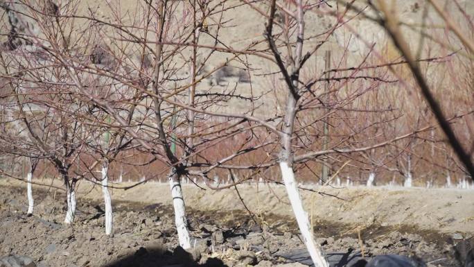 西藏桃树 农业 三农农种桃子西藏农业创收