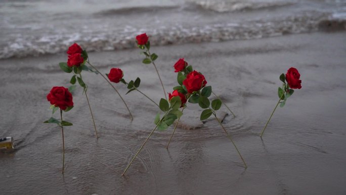 海边玫瑰花C0166