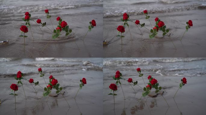 海边玫瑰花C0166