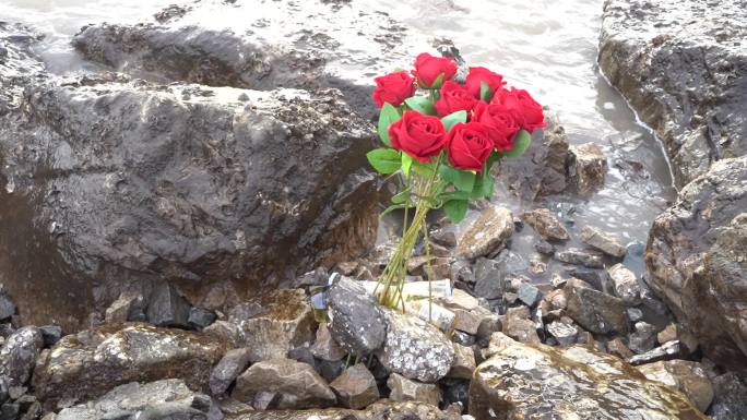 海边玫瑰花C0259