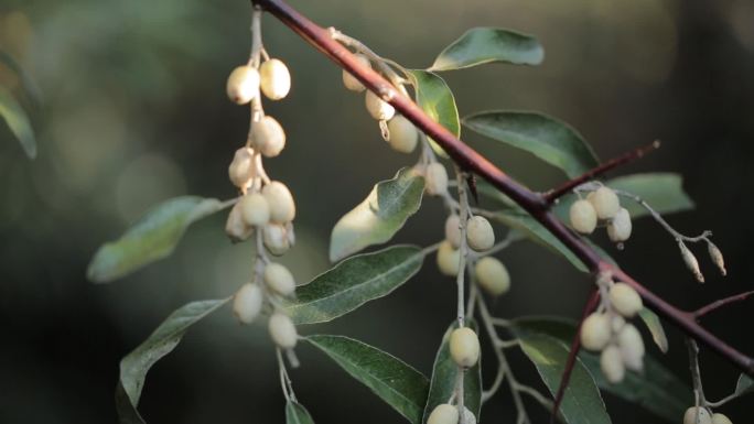 碳中和碳交易沙枣植物培育科研