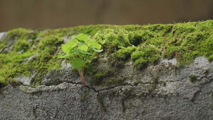 绿色植物裂缝石墙