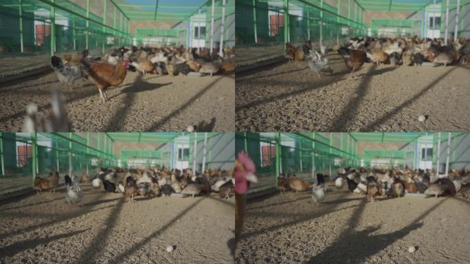 禽类养殖 公鸡 母鸡 鸡吃食 养殖场