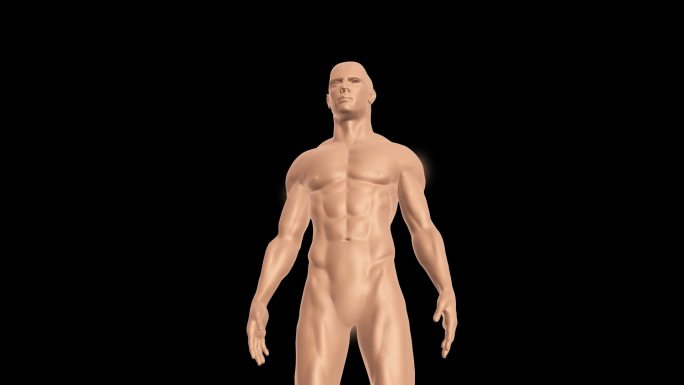 人体康复3D动画