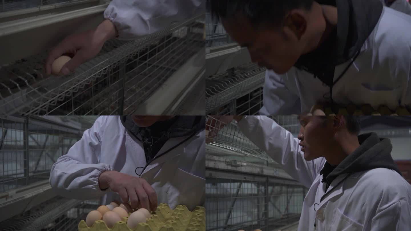养殖场 母鸡 土鸡 饲养鸡 规模化养殖