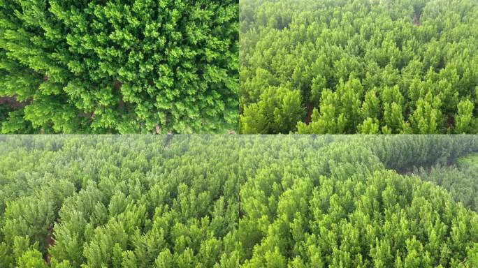 森林大自然树林氧吧森林空气环保大自然树林