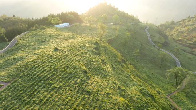 高山生态黄金茶航拍唯美茶园风光茶山茶叶