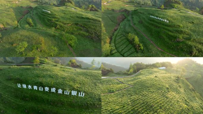 高山生态黄金茶航拍唯美茶园风光茶山茶叶