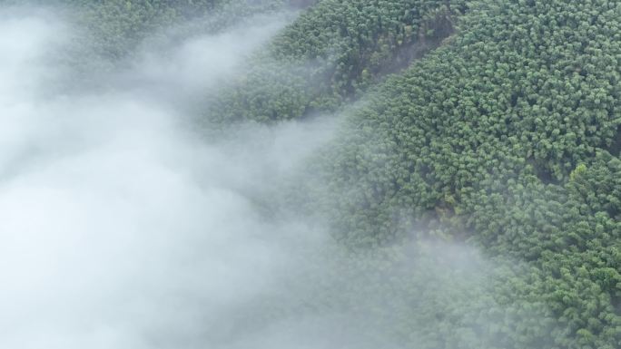 航拍江南春天雨天云雾竹林竹山竹海毛竹山