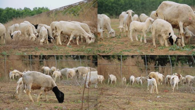 农村放羊 羊群