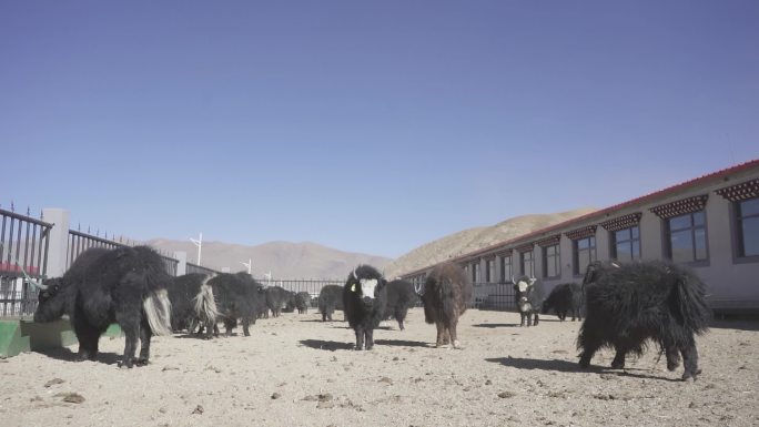 黄牛养牛场 牦牛养殖合作社 牦牛育肥基地