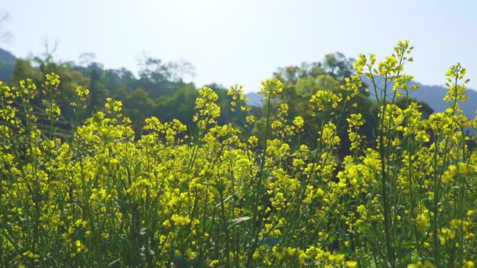 野外花朵小清新 油菜花