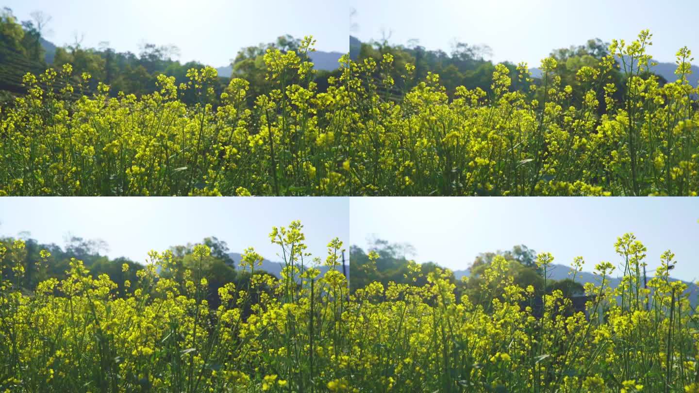 野外花朵小清新 油菜花