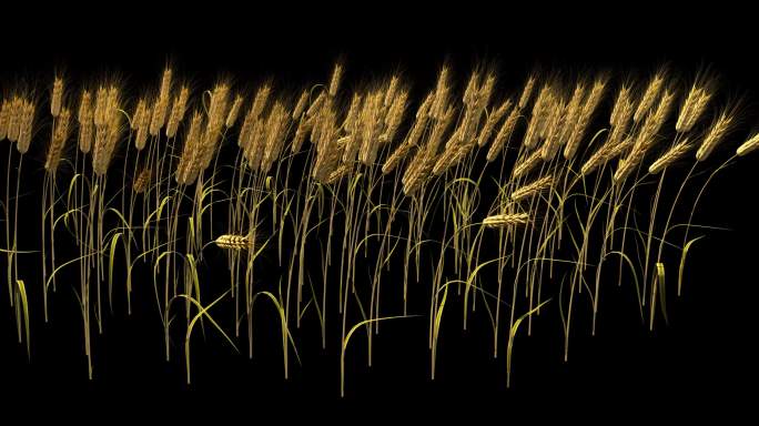 黄麦子 小麦 丰收 麦穗 麦田 三维麦子