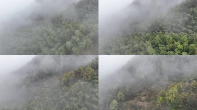 江南雨天云雾山林毛竹山竹林竹山竹海