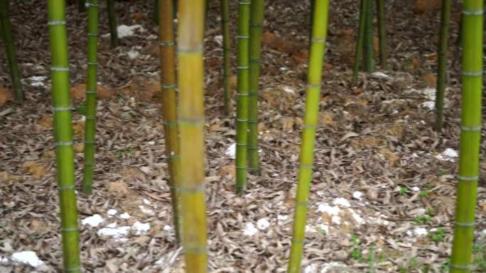 竹林土壤改良防酸化