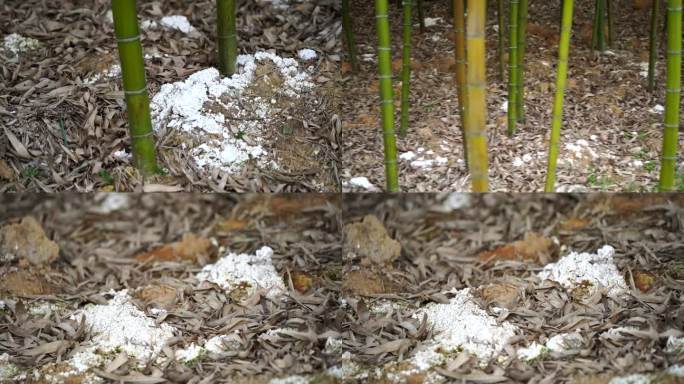 竹林土壤改良防酸化