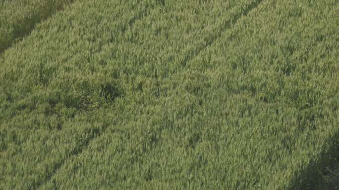 小麦麦子麦田庄稼地