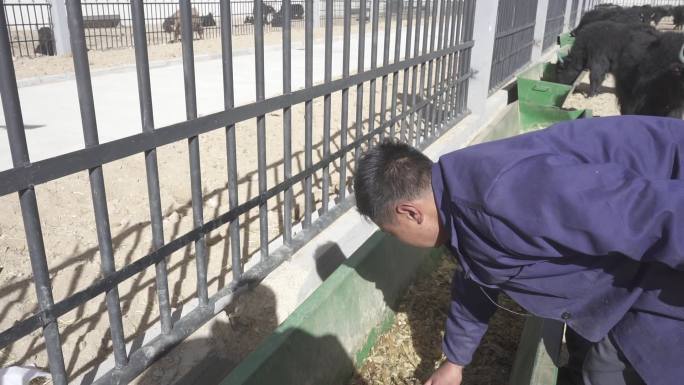 西藏牦牛合作社 农业 厂房 养牛 牛场