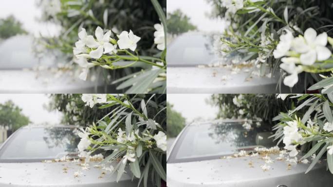 路边车辆落满白色花瓣