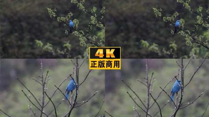 铜蓝鹟4K生物多样性生态环保