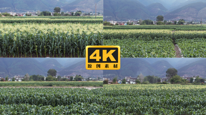 4K-玉米种植基地，玉米抽穗，农田航拍