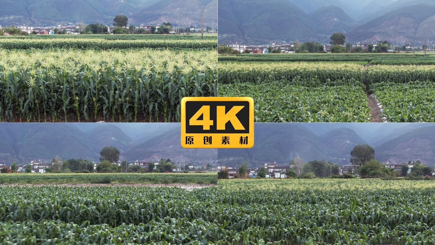 4K-玉米种植基地，玉米抽穗，农田航拍