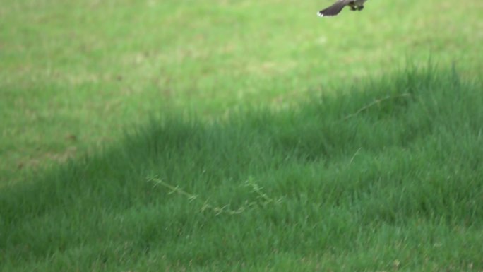 小鸟在草地起飞慢速镜头