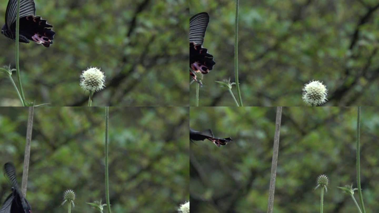 黑白相间蝴蝶在树丛扇动翅膀飞动慢速镜头