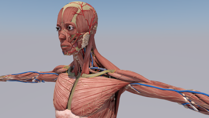 人体肌肉模型 三维人体模型 写实人体
