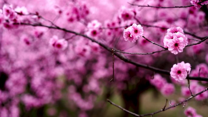 西安 春天 梅花绽放 游客打卡 踏春赏花