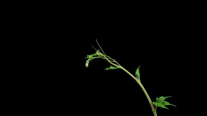 植物素材蔹莓枝蔓延时摄影透明通道