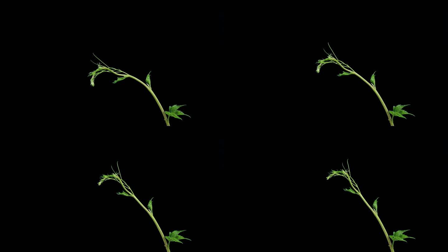 植物素材蔹莓枝蔓延时摄影透明通道