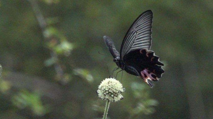 黑色蝴蝶在花头扇动翅膀飞动慢速镜头