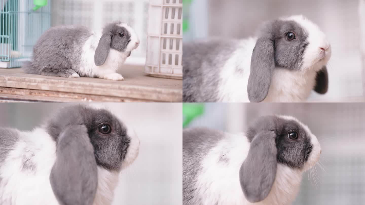 4k兔子慢动作：全景，中景和特写