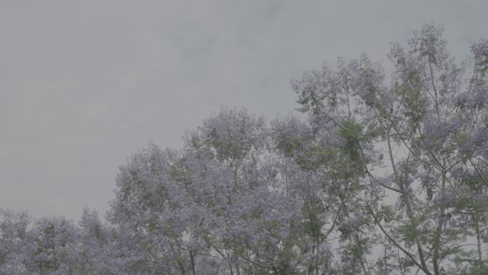 蓝天 白云 紫色 花 草 树 自然 夏天