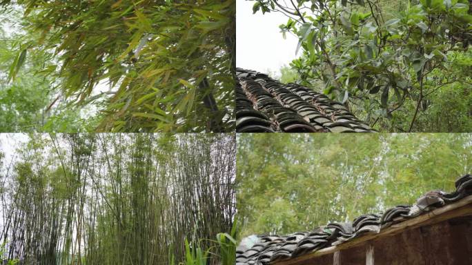 农村大风狂刮竹林丨4K丨原创实拍