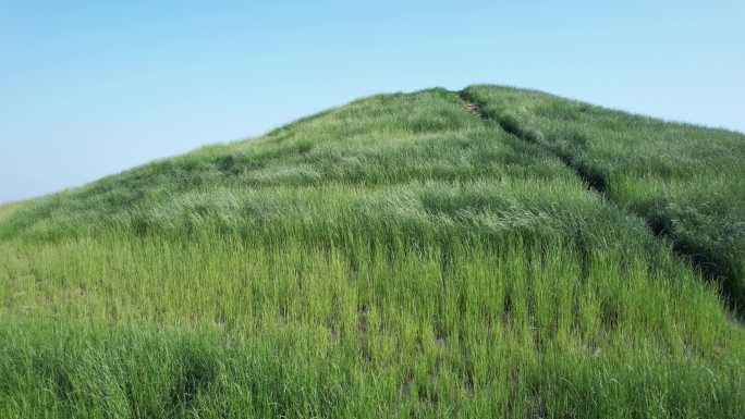 绿草山坡