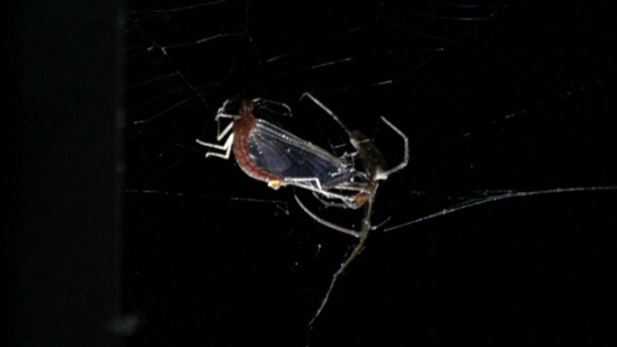 洞穴生物蜘蛛捕食慢镜头