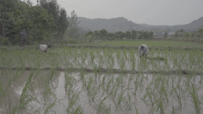 淤泥水田中种植水稻丨Slog3