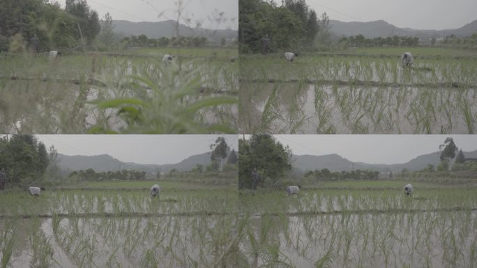 淤泥水田中种植水稻丨Slog3