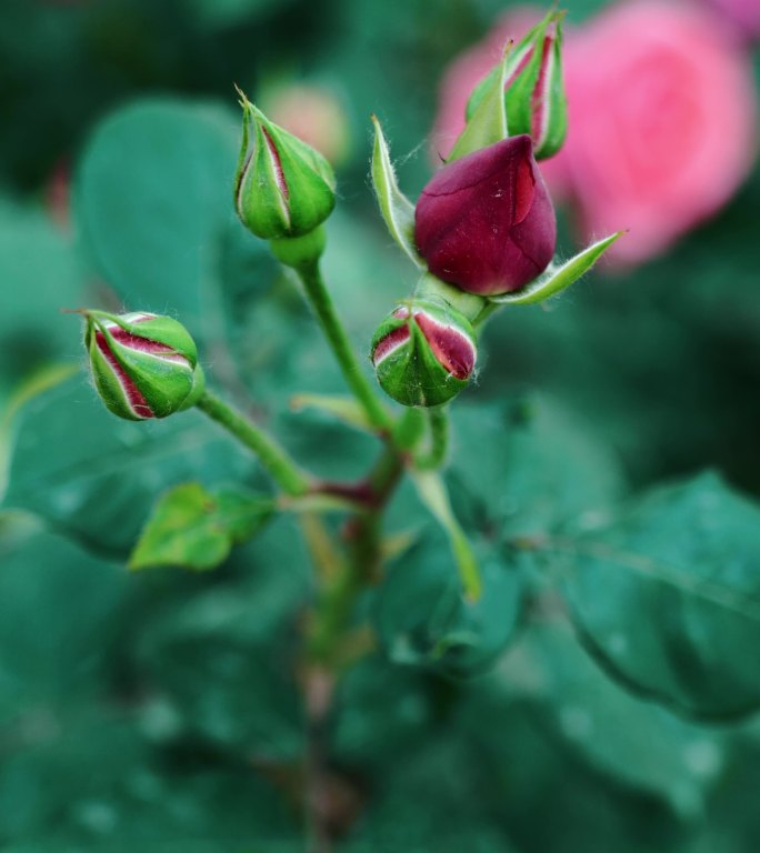 夏天盛开的月季花绿化花朵自然花瓣植物清新