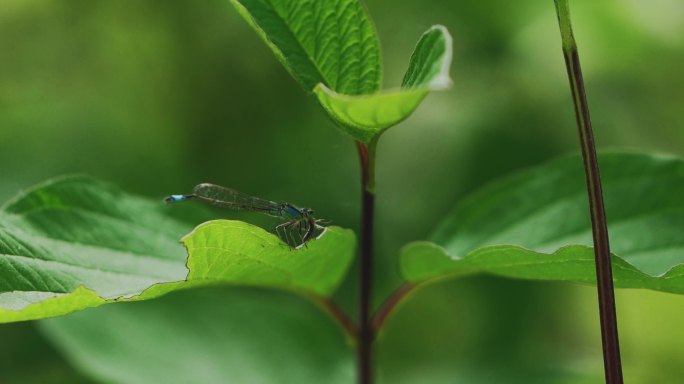 蜻蜓幼崽觅食微距翅膀两翼昆虫食物链生态