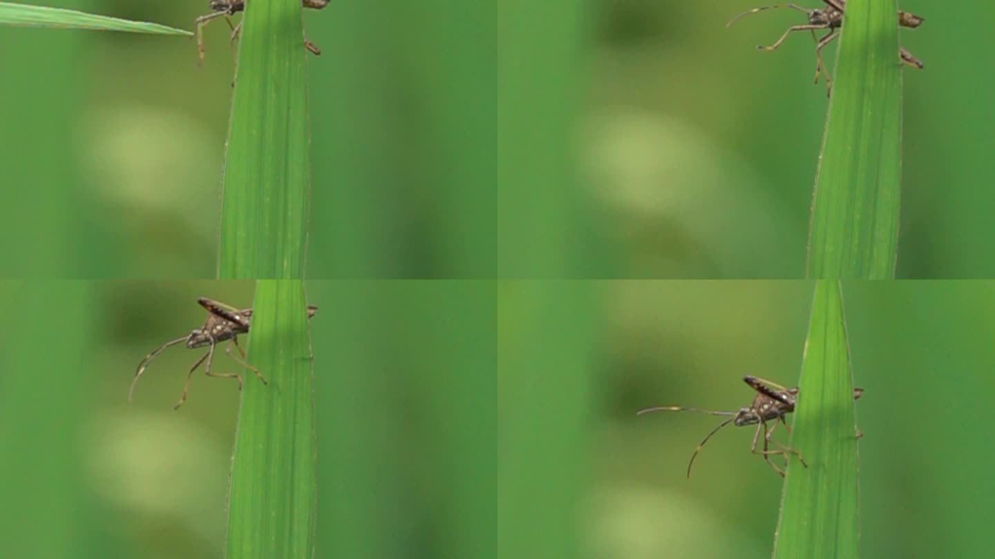 昆虫在禾叶上慢镜头
