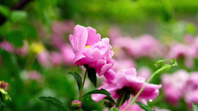 细雨中粉红色的花朵特写实拍