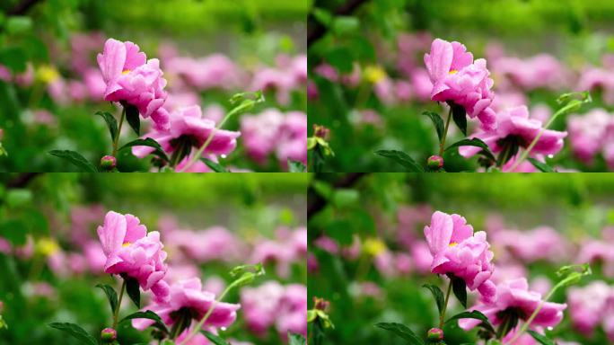 细雨中粉红色的花朵特写实拍