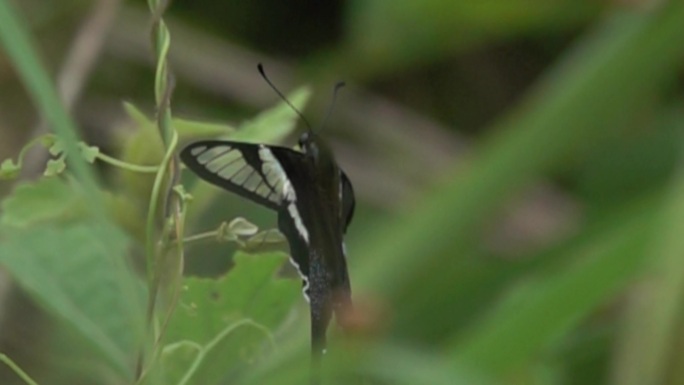 黑白相间蝴蝶在树丛扇动翅膀飞动慢速镜头