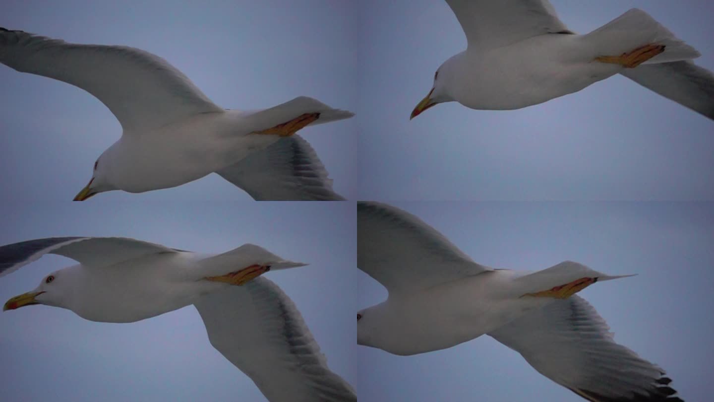 海鸥在海面飞翔慢速镜头